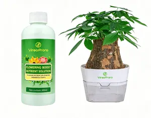 Live Only，Money Tree Plant | Lucky Indoor Houseplant, Easy Care Feng Shui Tree for Home, Office & Gifts