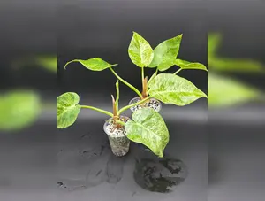 Philodendron Giganteum Blizzard