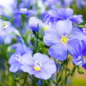Outsidepride Blue Flax Seeds - 1/4 lb Perennial Flower Seeds for Planting, Self-Seeding, Drought-Tolerant w/Compact Growth, Ideal for Small Gardens, Meadows, Borders, or Mass Plantings