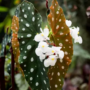 Polka Dot Begonia - 4" Pot