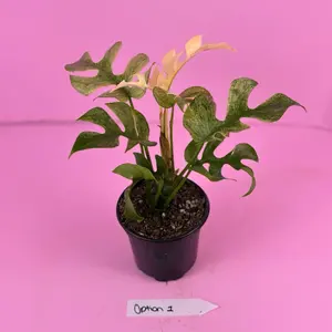 RARE Rhaphidophora Tetrasperma ‘White Monster’ 4” | Variegated Mini Monstera