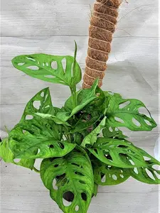 Philodendron Swiss Cheese Monstera Adansonii - Live Houseplants, Indoor Plants, Monstera Plant
