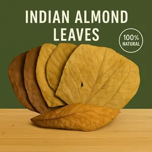 Large Indian Almond Leaves 6-9 Inches / Catappa Leaves 10 Pack