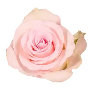 Rose Bisou - 40 Stem Bunch