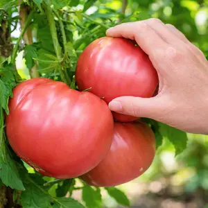Heirloom Tomato seeds, Red Brandywine Beefsteak Seed Packets