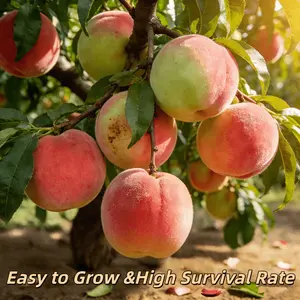 Bare-rooted peach tree, easy for beginners to transplant fruit tree seedlings