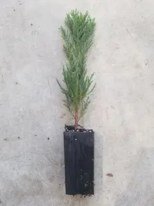 Giant Sequoia Sapling Legacy Tree Live Plant Hedge or Bonsai Forest