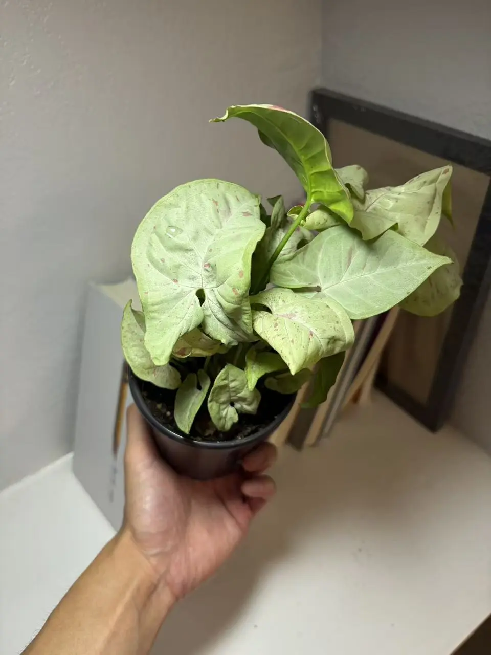 RZ-35 Syngonium Milk Confetti Plant in 4 Inch Nursery Pot, Soft Pink Cream Variegated Arrowhead Foliage Indoor Houseplant for Desks, Shelves & Office Decor, Compact Low Maintenance Greenery for Apartments, Tabletop Displays & Beginner Plant Collections