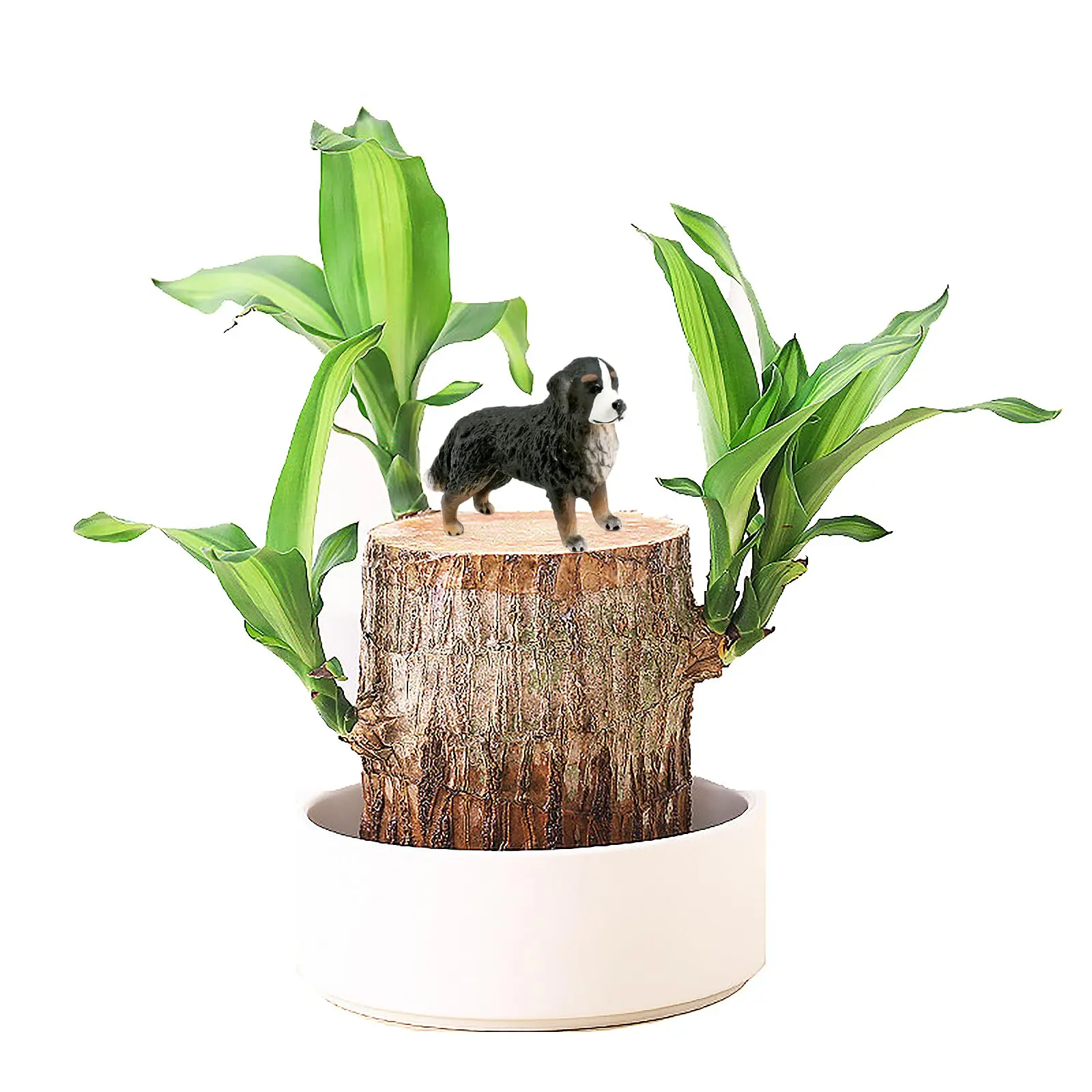 Brazil Wood Decor Lucky Bamboo Wood - Brazilian Lucky Wood Plant Wood Stump - Lucky Bamboo Plants Indoor Office Desktop Planter (Gel-01B)