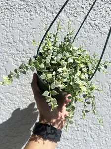 Dischidia Variegated Million Hearts Pot 5” Indoor Plants -  Houseplant - Tropical Foliage