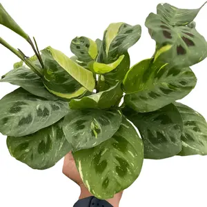 Maranta Variegated 'Beauty Kim'