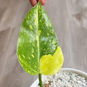 Rare Philodendron Jose Buono (aka Jose Buono Texas / NOID)