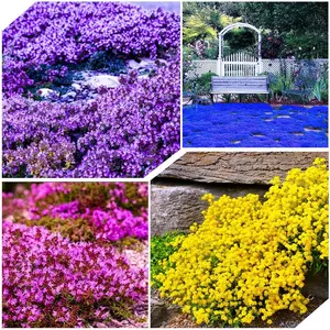 1000+Creeping Thyme Seeds for Planting Outdoor Plant in Your Home Garden Backyard