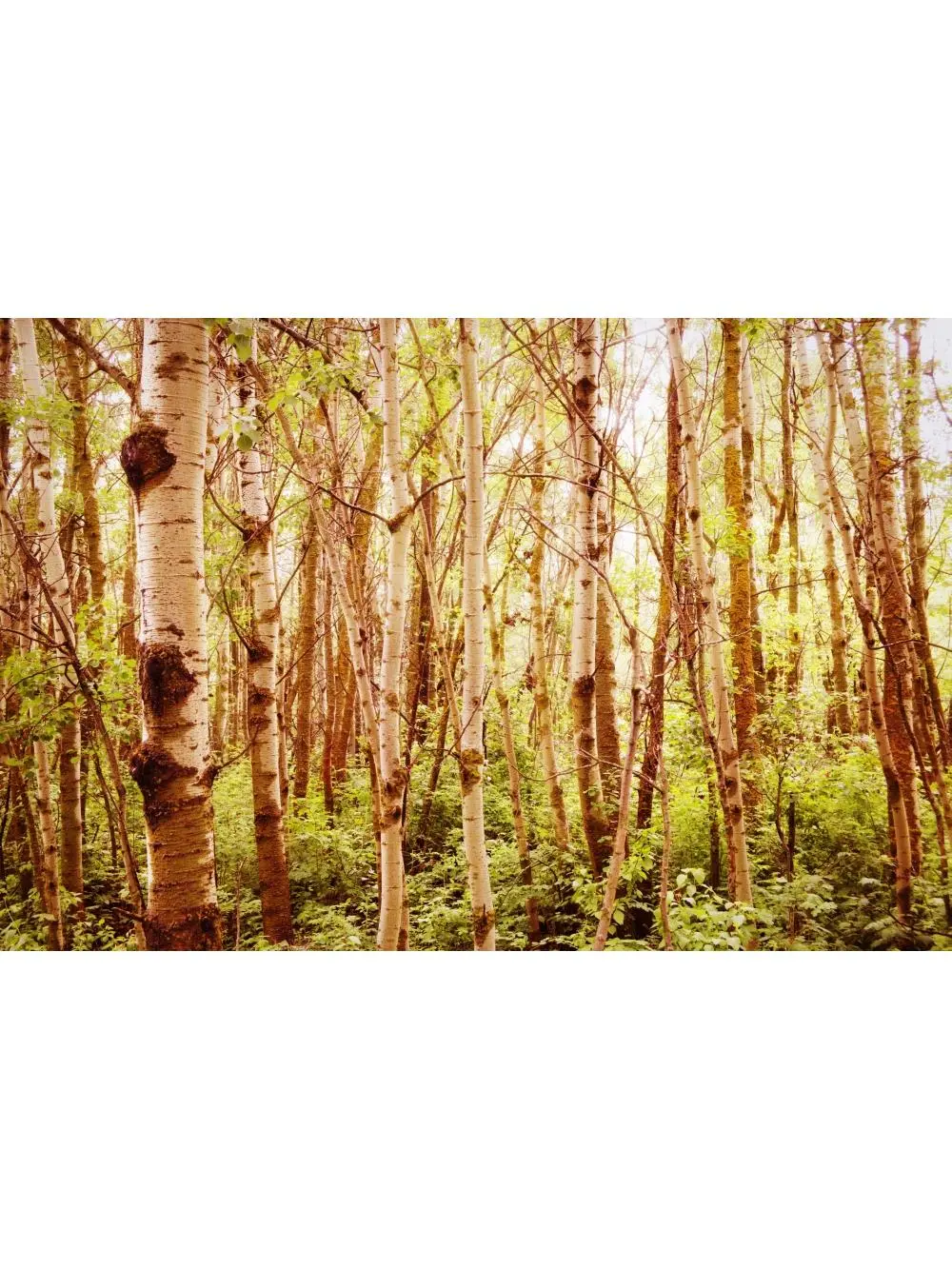 Tree Trunks Poster Print by Kristy-Anne Glubish, 17 x 11