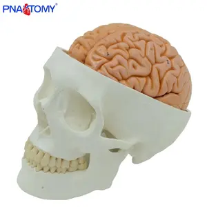 Life-Size Human Skull Model with Eight Parts