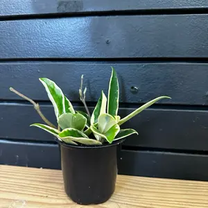 Krimson Queen Planter