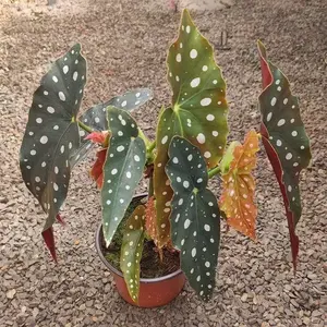 QHT-01 Live Stream Exclusive Link Polka Dot Begonia Live Plant 6 Inch Pot, Silver Spotted Angel Wing Leaves, Unique Indoor Houseplant for Plant Lovers, Home Office Decor, Easy Care Tropical Plant