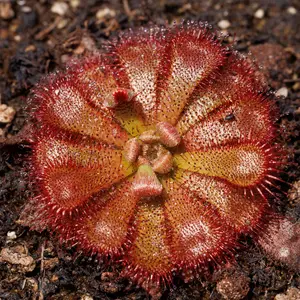 SEEDS - Subtropical Sundew - Drosera aliciae - Carnivorous Plant