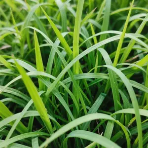 Premium Zoysia Grass Seeds – 3000pcs, Hardy Ground Cover for Yards