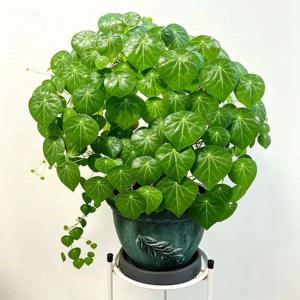 Stephania Erecta Caudex Plant, Red Vine Bulb, Easy-to-Grow Indoor Houseplant for Home & Garden Supplies
