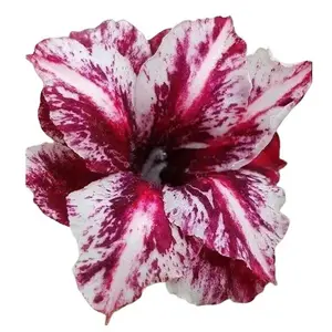 Green River 4 Pcs White Purple Desert Rose Seeds - Rare Tropical Desert Rose Plant Seeds for Bonsai, Pots & Gardens, Premium Perennial Flower Seeds for Gardening, Exotic Blooms, Easy Growing Desert Rose from Seeds, Succulent Plant Seeds