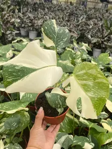 Monstera Thai Constellation : Indoor Plants - Easy Care Houseplant - Starter Plant ,Live Indoor, Easy to Grow - Beginner Plant