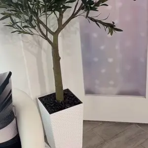Árbol de olivo para decorar Decoration