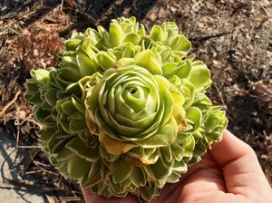 Aeonium Mountain Rose Variegated Cluster - Bare Root Succulents - Terra Tales