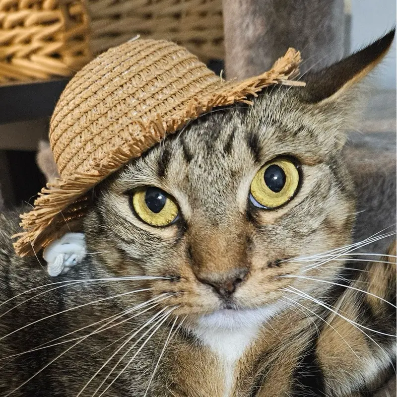 Pet Woven Straw Sun Hat with Fringe, Adjustable Strap - Summer Photo Prop for Cats, Dogs