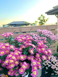 Rare Pyrethrum Seeds - 300pcs Mixed Colors, Four Seasons Sowing for Garden Viewing & Outdoor Landscaping