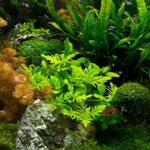 BUY 2 GET 1 FREE Water Wisteria (Hygrophila Difformis)-Easy Live Aquarium Pond Aquatic Plant