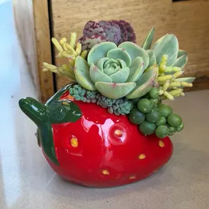Strawberry Succulent Design