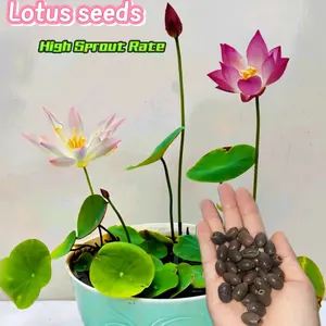 Mixed Color Bonsai Lotus Seeds - Exotic Water Lily Plant Seeds for Ornamental Pond and Home Planting 30/60pcs Mixed Pink, Red & Green Color Bowl Lotus Seeds for Planting Beautiful Water Plants for Indoor Bonsai, Outdoor Ponds and Gardens Water Lily Seeds