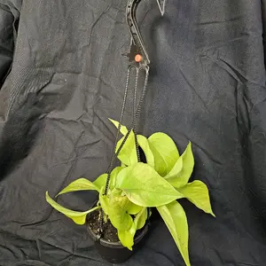 Neon Pothos, 4" hanging basket, easy to Care for Plant, Live Houseplant, Indoor Plant