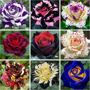 300+ Heirloom Rose Seeds – Bush, Climbing, and Vine Varieties for Long-Blooming Garden Beauty