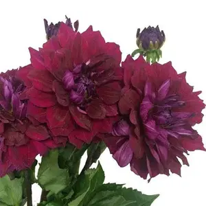Dahlia Burgundy - 5 Stem Bunch