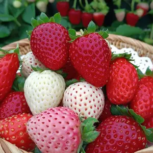 800 pcs  Strawberry Seeds - Perennial  Outdoor Indoor Giant Fresh Berry Seeds