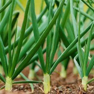 TomorrowSeeds - Tokyo Long Bunching Green Onion Seeds -  Scallion Spring Onions Growing Herb Garden Container Chives Asian Vegetable Seed 2024