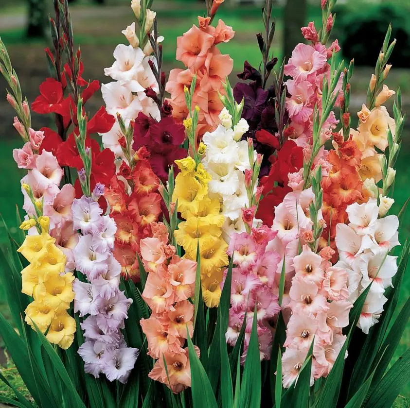 Mixed Color Gladiolus Flower Bulbs (1000+ Count) - Perennial Outdoor/Potted Ornamental Colored Decorative Flowers, Vibrant Sword-Like Blooms, Easy-to-Grow, Non-GMO, Cold-Heat Tolerant, Long-Blooming, Beginner-Friendly, Outdoor Flowers
