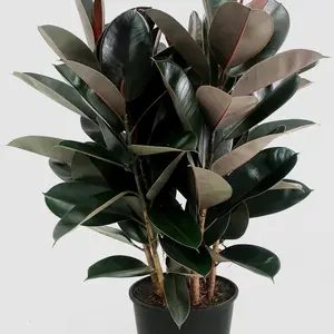 Ficus Elastica Burgundy (Indian Burgundy Rubber Tree, Rubber Fig) LIVE PLANT 2-3 ft Decor Decorative Outdoors Light Leaf Flower Fruit Decoration