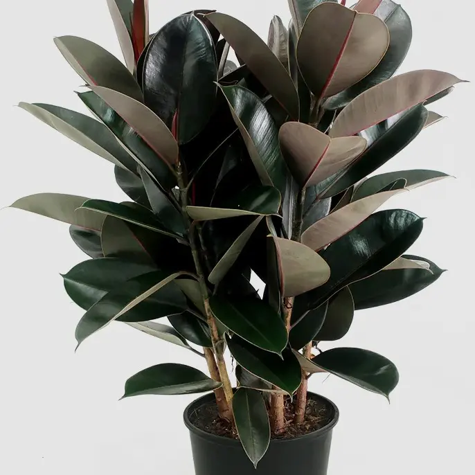 Ficus Elastica Burgundy (Indian Burgundy Rubber Tree, Rubber Fig) LIVE PLANT 2-3 ft Decor Decorative Outdoors Light Leaf Flower Fruit Decoration