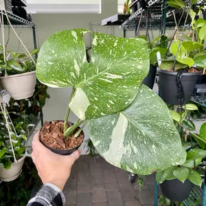 Monstera Thai Constellation - 4" pot