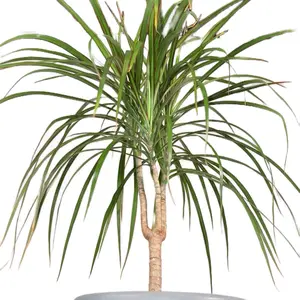 Tropical Plant in Gray 8 Inch Pot - Easy Care, Low Maintenance, Ideal for Indoor Use
