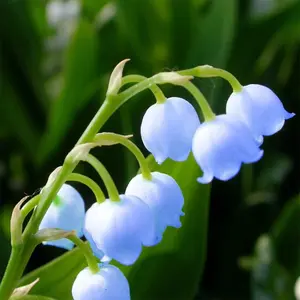 Lily of The Valley Seeds Convallaria Majalis Perennial Fragrant Cut Flowers Hardy Ground Cover Low Maintenance Deer Resistant Outdoor 100Pcs Flower Seeds
