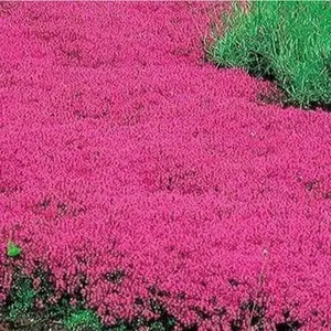 1000 highly adaptable and cold resistant red vine thyme seeds, emitting the scent of vanilla and lemon