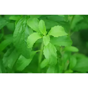 Stevia Leaf C/S