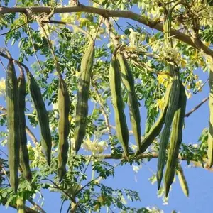 Moringa oleifera Perennial Karnataka | 5_Seeds