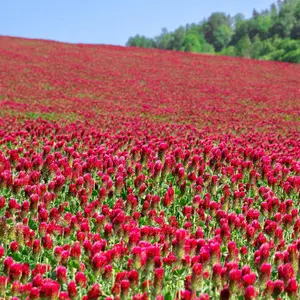 Crimson Clover Seeds 2,000 Seeds - Legume Clover Seeds for Cover Crops, Wildlife Forage, Pasture, Hay, Pollinator Attractant, Green Manure, & More - Clover Seeds for Planting