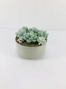 Concrete Succulent Garden Container
