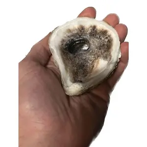 Oyster Shell Flats - Elegant Design with Smooth Finish, Ideal for Home Decor and Outdoor Use Ornaments